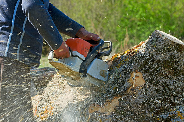 How Our Tree Care Process Works  in  Shrewsbury, NJ